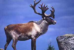 caribou