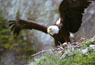 #45 Eagle