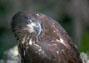 #47 Eagle