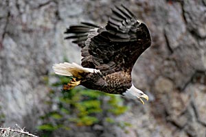 eagle in flight