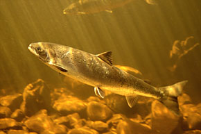 Atlantic Salmon