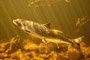 Atlantic Salmon