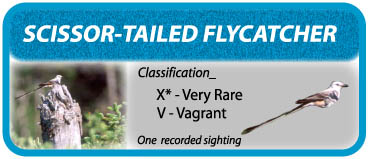 Scissor-tailed Flycatcher