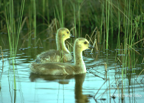 Goslings
