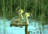 #49 Goose