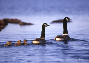 Family of geese