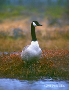 Canada goose