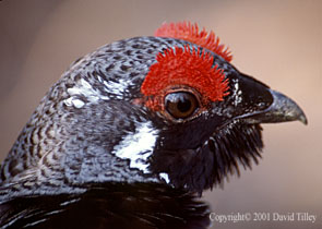 grouse close-up