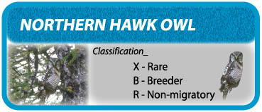 Hawk Owl