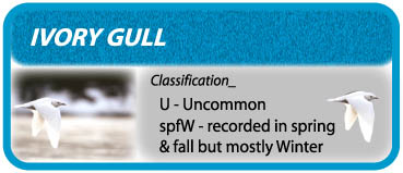Ivory Gull