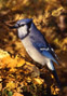 #31 Blue Jay