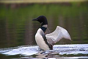 common loon