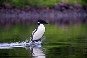 common loon threat display