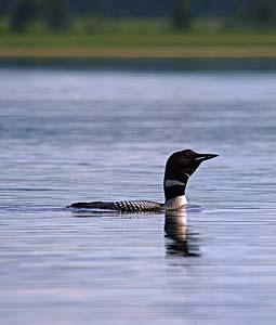 common loon