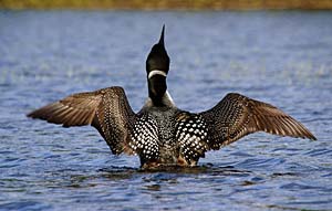 common loon