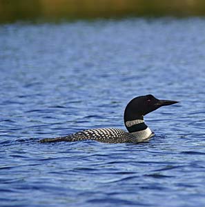 common loon