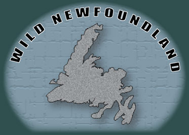 wild nfld