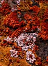 lichen