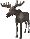 Moose