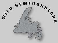 wild nfld