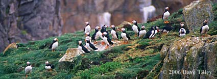 puffins