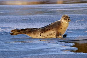 harp seal