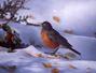 #27 Robin