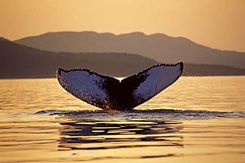 humpback fluke