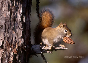 Red squirrel