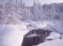 #17 Winter