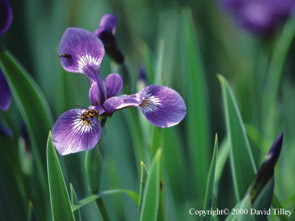 Blue Flag Iris