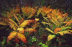 Ferns