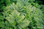 Fern