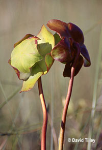 Pitcher plant