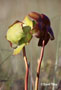 Pitcher Plant