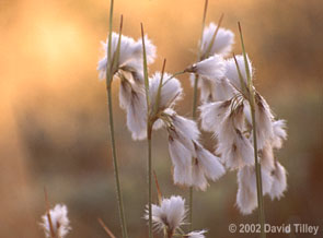 Cottongrass