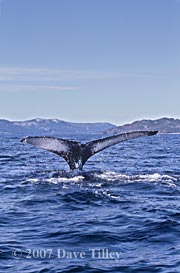Humpback fluke